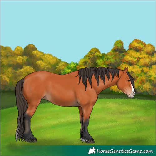 Horse Color:Bay Splash Frame 