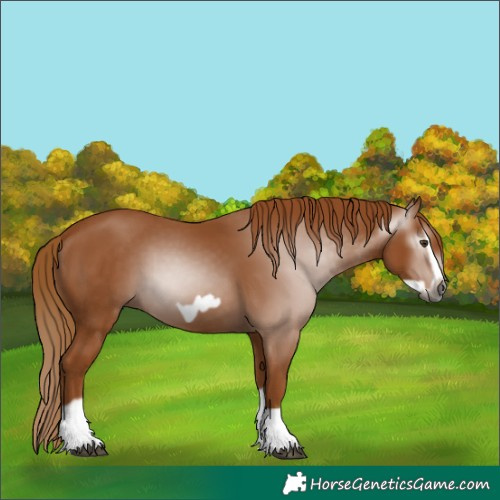 Horse Color:Gray Chestnut Splash Frame 