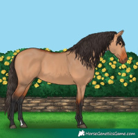 Horse Color:Bay Dun