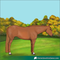 Horse Color:Chestnut 