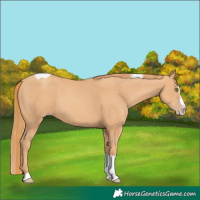 Horse Color:Gold Champagne Splash Tobiano 