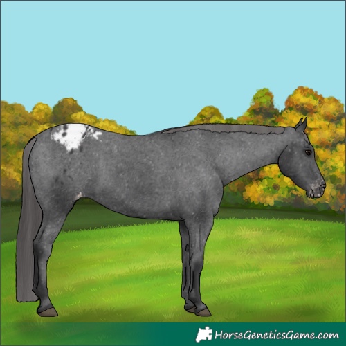 Horse Color:Black Appaloosa 