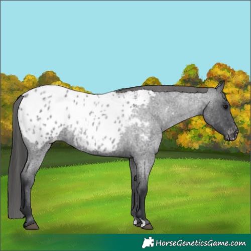 Horse Color:Blue Roan Appaloosa 
