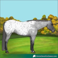Horse Color:Blue Roan Appaloosa 