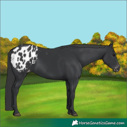 Horse Color:Black Appaloosa 