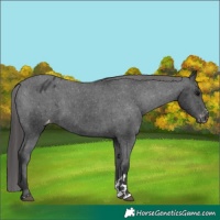 Horse Color:Black Appaloosa 