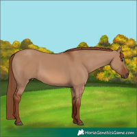 Horse Color:Red Dun 