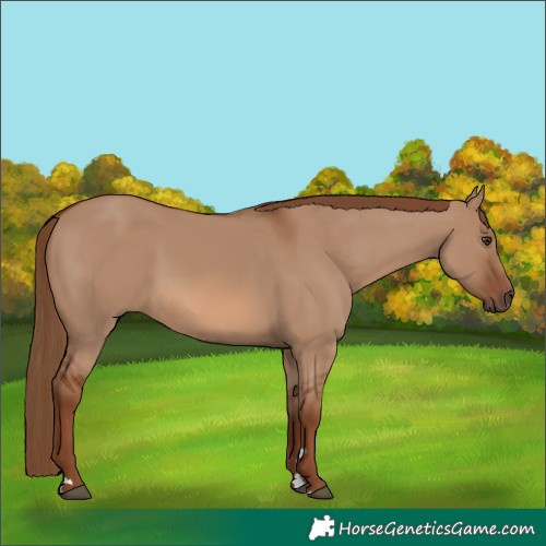 Horse Color:Red Dun 