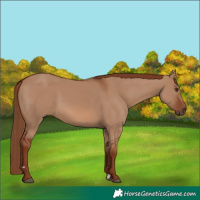 Horse Color:Red Dun 