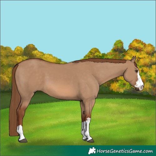 Horse Color:Red Dun 