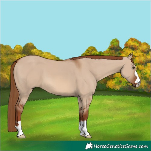 Horse Color:Red Dun 
