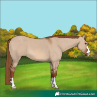 Horse Color:Red Dun 