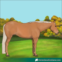 Horse Color:Chestnut Rabicano 