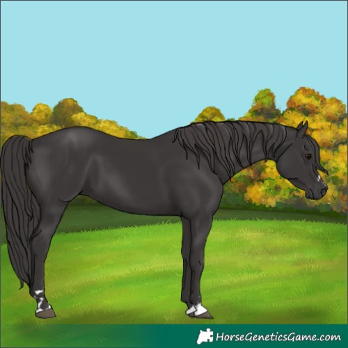 Horse Color:Smoky Black 
