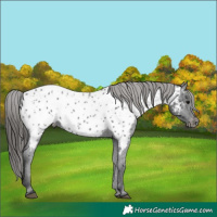 Horse Color:Black Near Leopard