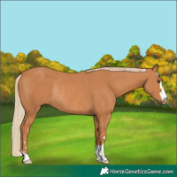 Horse Color:Chestnut Rabicano 