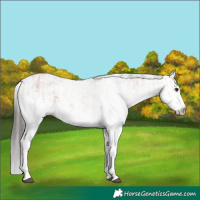 Horse Color:White Spotted Bay Splash  and Gray White Spotted Bay Splash 
