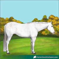 Horse Color:White Spotted Bay Splash  and Gray White Spotted Bay Splash 