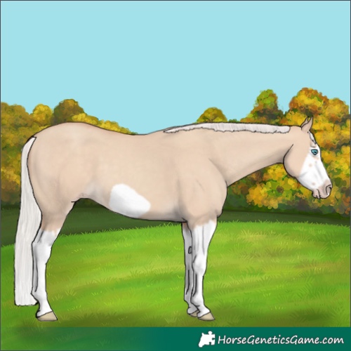 Horse Color:Silver Classic Champagne Dun Splash Frame