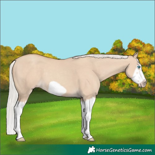Horse Color:Silver Classic Champagne Dun Splash Frame 