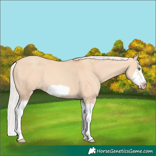Horse Color:Silver Classic Champagne Dun Splash Frame 