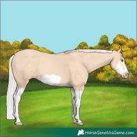 Horse Color:Silver Classic Champagne Dun Splash Frame 