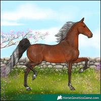 Horse Color:Brown Rabicano and Silver Brown Rabicano