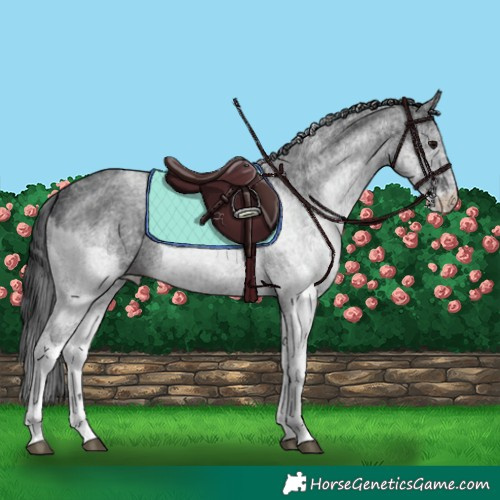 Horse Color:White Spotted Blue Roan Rabicano and White Spotted Blue Roan Rabicano