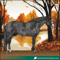 Horse Color:Smoky Black Merle Splash 