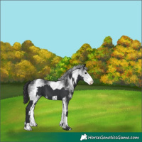 Horse Color:Black and White Spotted Black