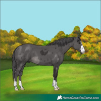 Horse Color:Smoky Black Merle 