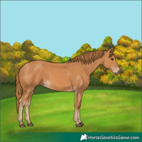 Horse Color:Chestnut 