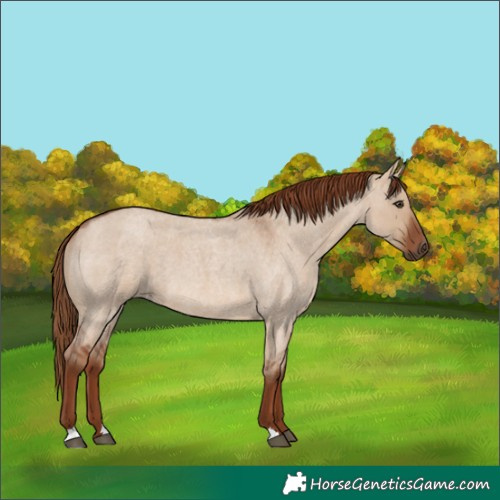 Horse Color:Red Dun Roan 