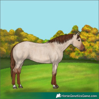 Horse Color:Red Dun Roan