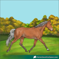 Horse Color:Silver Bay Rabicano