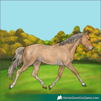 Horse Color:Palomino Roan 