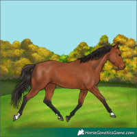 Horse Color:Bay 