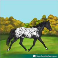 Horse Color:Black Appaloosa 