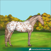 Horse Color:Chestnut Appaloosa