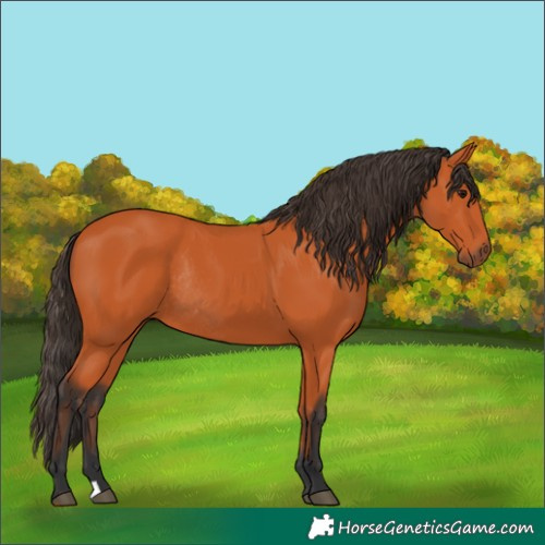 Horse Color:Bay Rabicano