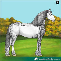 Horse Color:Black Frame  and Black Frame 