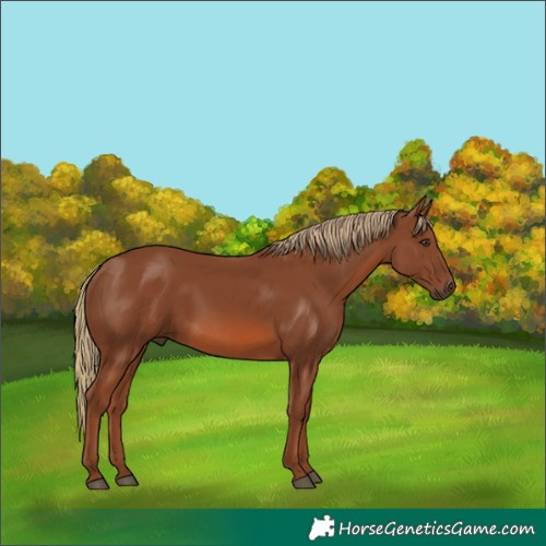 Horse Color:Chestnut 