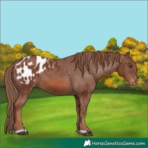 Horse Color:Chestnut Appaloosa