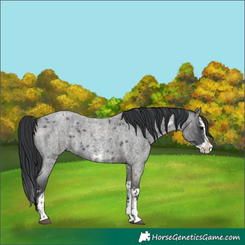 Horse Color:Grullo Roan Sabino Splash  and Blue Roan Sabino Splash 