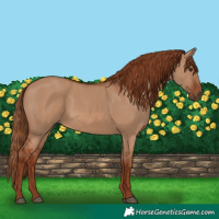 Horse Color:Red Dun 