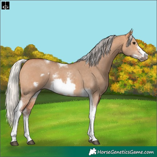 Horse Color:Silver Bay Dun Sabino Tobiano Frame Rabicano