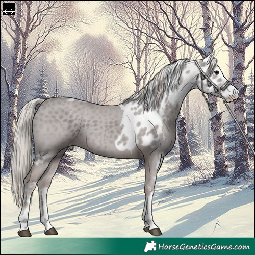 Horse Color:Chocolate Silver Black Tobiano Skewed Appaloosa 