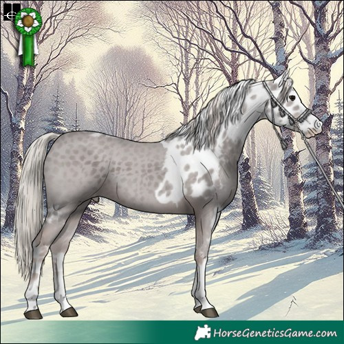 Horse Color:Chocolate Silver Black Tobiano Skewed Appaloosa 