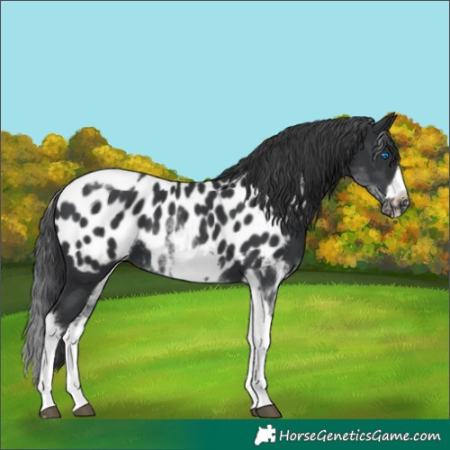 Horse Color:White Spotted Black Splash Tobiano Frame Near Leopard 