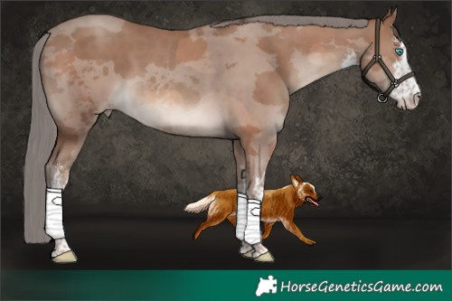 Horse Color:White Spotted Classic Champagne Merle 